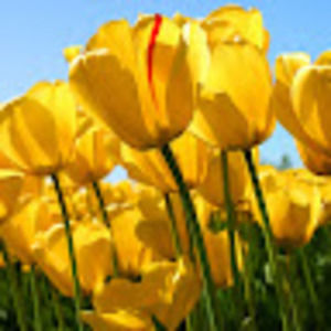 Meet your Posher, Hazel